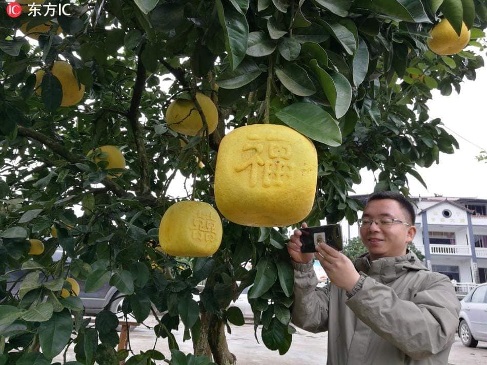 หลังจากพยายามมากว่า3ปี ชาวสวนส้มโอในเมืองฉงชิ่ง ประสบความสำเร็จ “ปลูกส้มโอให้เป็…