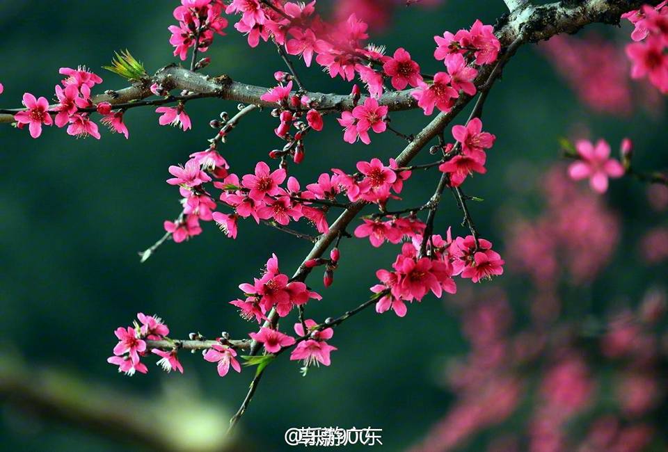 ดอกท้อ (桃花）บานสะพรั่งแล้ว ณ เมืองเหลียนผิง มณฑลกว่างตง 
 ขอบคุณรูปภาพ 乐游广东
 #อ้า…