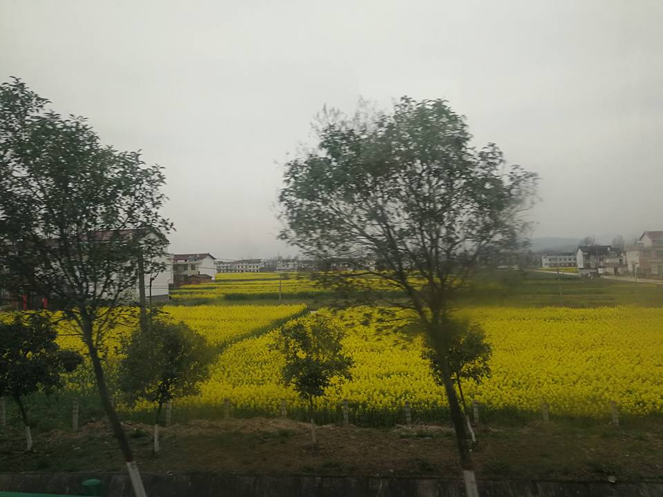 #อ้ายจง #พาเที่ยวจีน วิวระหว่างทาง ซีอาน – จิ่วไจ้โกว …ทุ่งดอกโหยวไช่ (ดอกผักน…