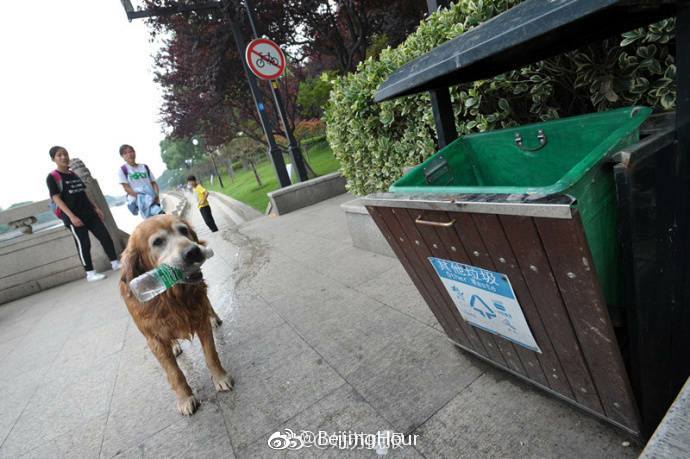 น้องหมารักสิ่งแวดล้อม ดาวดังดวงใหม่ในเมืองซูโจว ประเทศจีน / เห็นขยะที่ไหน รีบเข้…