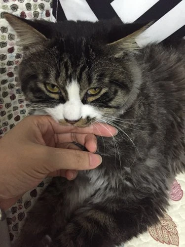 ทาสแมวจีนต่อต้านการถอดเล็บแมว สัตวแพทย์ยืนยัน อันตราย ห้ามทำ!