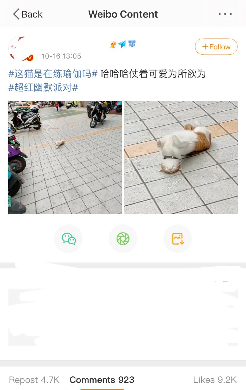 ถือเป็นหนึ่งในไวรัลในโลกสังคมออนไลน์จีน Weibo ในตอนนี้เลย สำหรับภาพน้องแมวตัวหนึ…