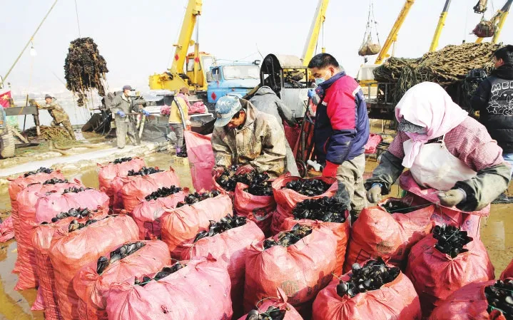 เขตหลานซาน เมืองรื่อจ้าว เข้าสู่ฤดูกาลเก็บเกี่ยวหอยแมลงภู่ ด้วยผลผลิตกว่า 200 ล้านกิโลกรัมต่อปี