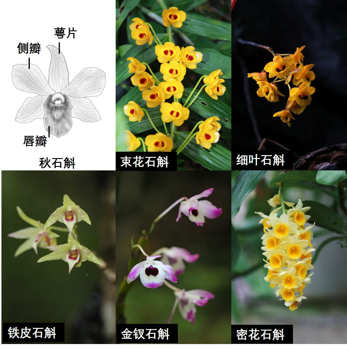 กลไกการรักษาดอกกล้วยไม้ให้มีอายุยืนยาว