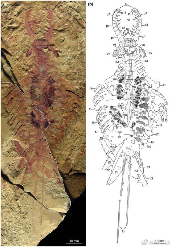 “กุ้งผู้บุกเบิกเม่าเทียนชาน” ฟอสซิลกุ้งดึกดำบรรพ์ในเฉิงเจียงเมื่อ 500 ล้านปีก่อน