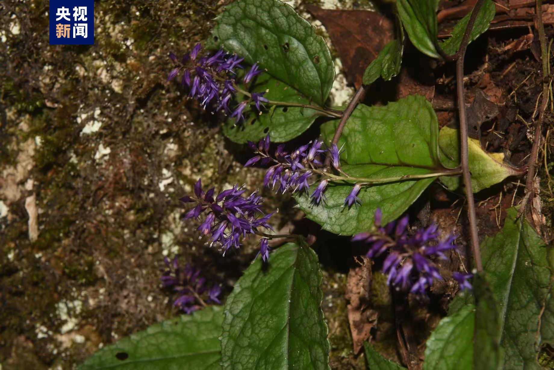 ค้นพบพืชสายพันธุ์ใหม่ที่ภูเขาทางตะวันตกเฉียงใต้ของมณฑลหูเป่ย์