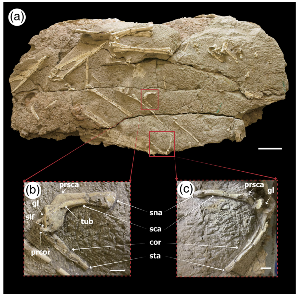 นักวิทยาศาสตร์จีนเผยกลไกการบินของเทอโรซอร์ (Pterosaur) ที่ขุดพบในซินเจียง
