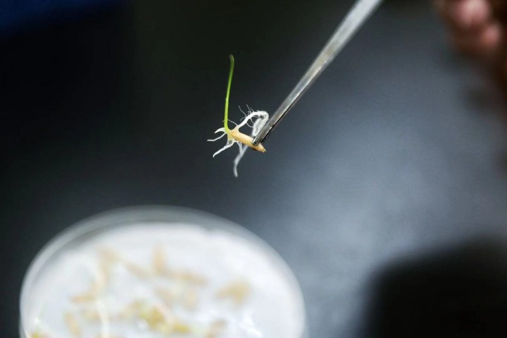 ยานอวกาศเสินโจว-16 ขนส่งเมล็ดพันธุ์พืชเพื่อการทดลองเพาะพันธุ์บนสถานีอวกาศ