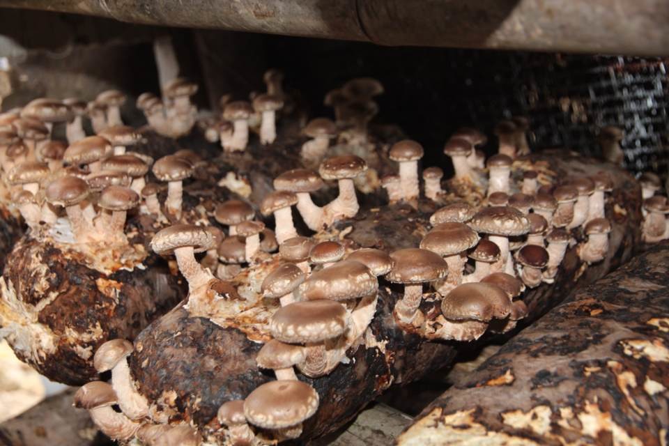 อุตสาหกรรมเห็ดในอำเภอกู่เถียน มณฑลฝูเจี้ยนเติบโตอย่างต่อเนื่อง – thaibizchina