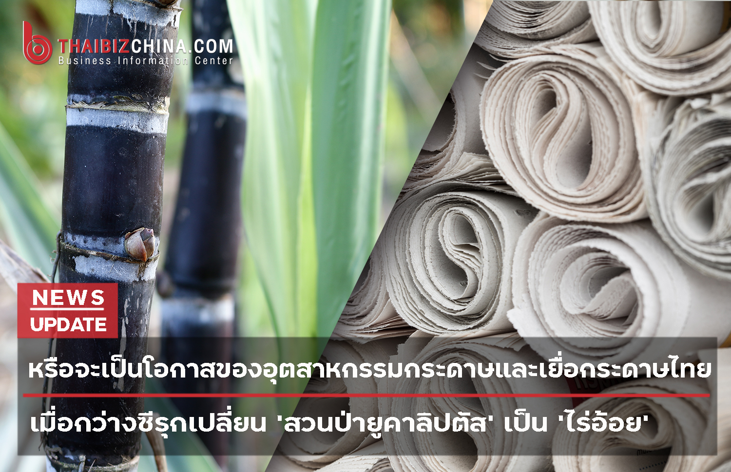 หรือจะเป็นโอกาสของอุตสาหกรรมกระดาษและเยื่อกระดาษไทย เมื่อกว่างซีรุกเปลี่ยน ‘สวนป่ายูคาลิปตัส’ เป็น ‘ไร่อ้อย’