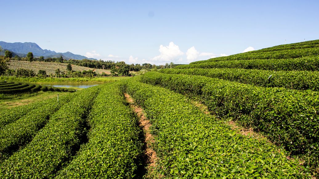 กุ้ยโจวจัดงานมหกรรมอุตสาหกรรมชาครั้งที่ 15 – thaibizchina