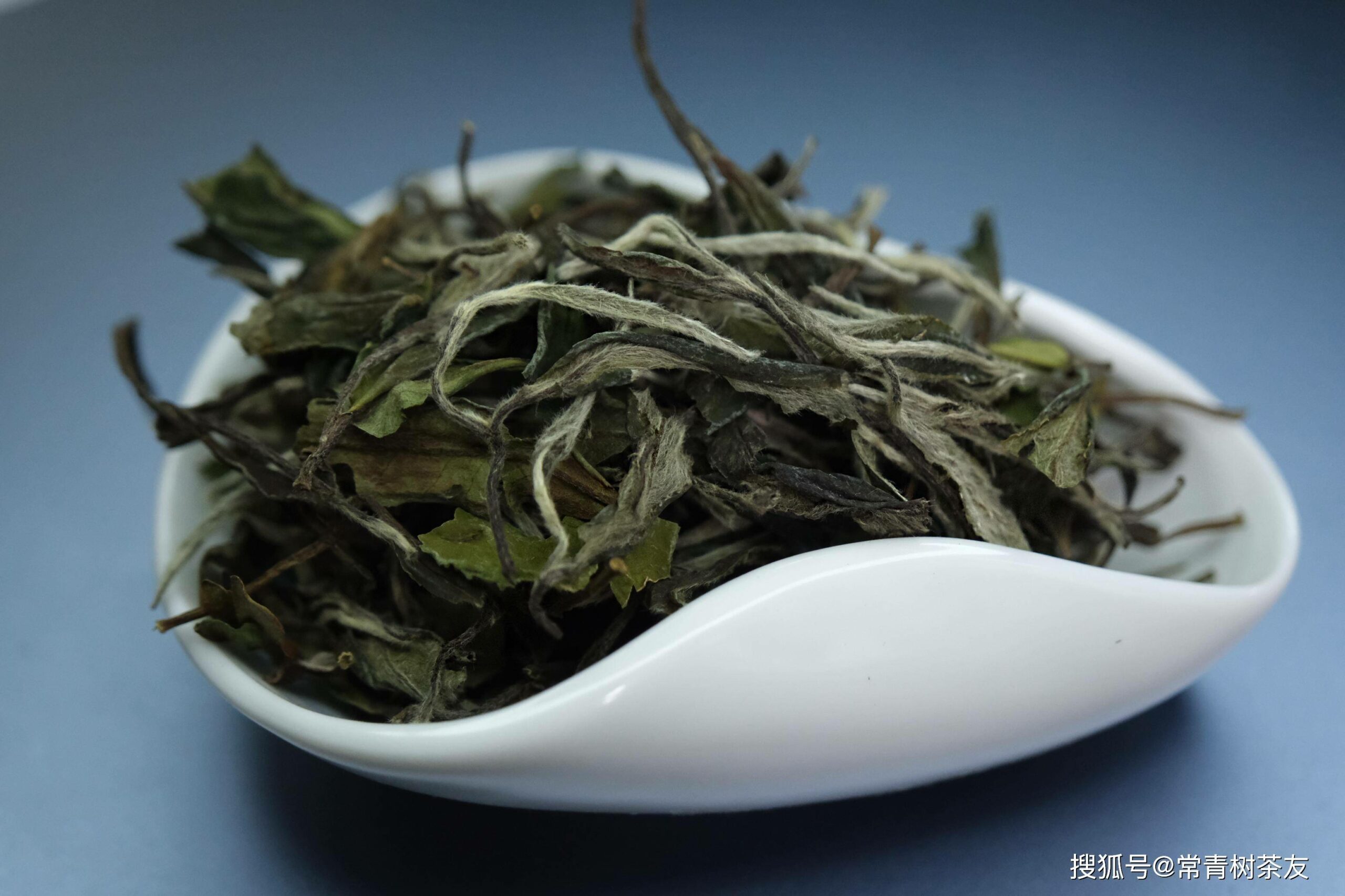 เมืองฝูติ่งได้ยกระดับมาตรการซานฉา (三茶) หรือมาตรการส่งเสริมการพัฒนาอุตสาหกรรมชาขาว โดยเน้นการอนุรักษ์วัฒนธรรมชา และเผยแพร่องค์ความรู้เกี่ยวกับผลิตภัณฑ์ชาขาวของเมืองฝูติ่ง พร้อมดึงดูดวิสาหกิจให้เข้ามาลงทุนในห่วงโซ่อุตสาหกรรมชา และส่งออกผลิตภัณฑ์ไปยังต่างประเทศมากขึ้น ส่งผลให้ใน ปี 2565 มูลค่าอุตสาหกรรมการผลิตชาของเมืองฝูติ่งรวมกว่า 130 ร้อยล้านหยวน